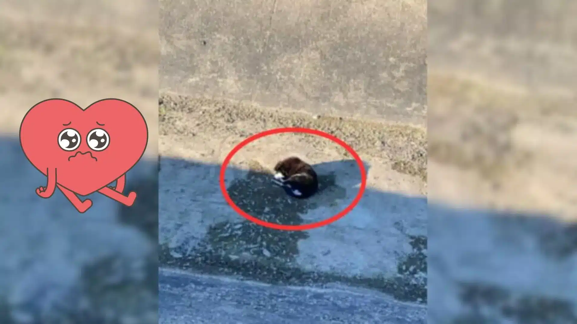 Woman Discovers A Motionless Pup Hopelessly Lying In A Canal And Ends Up Changing His Life