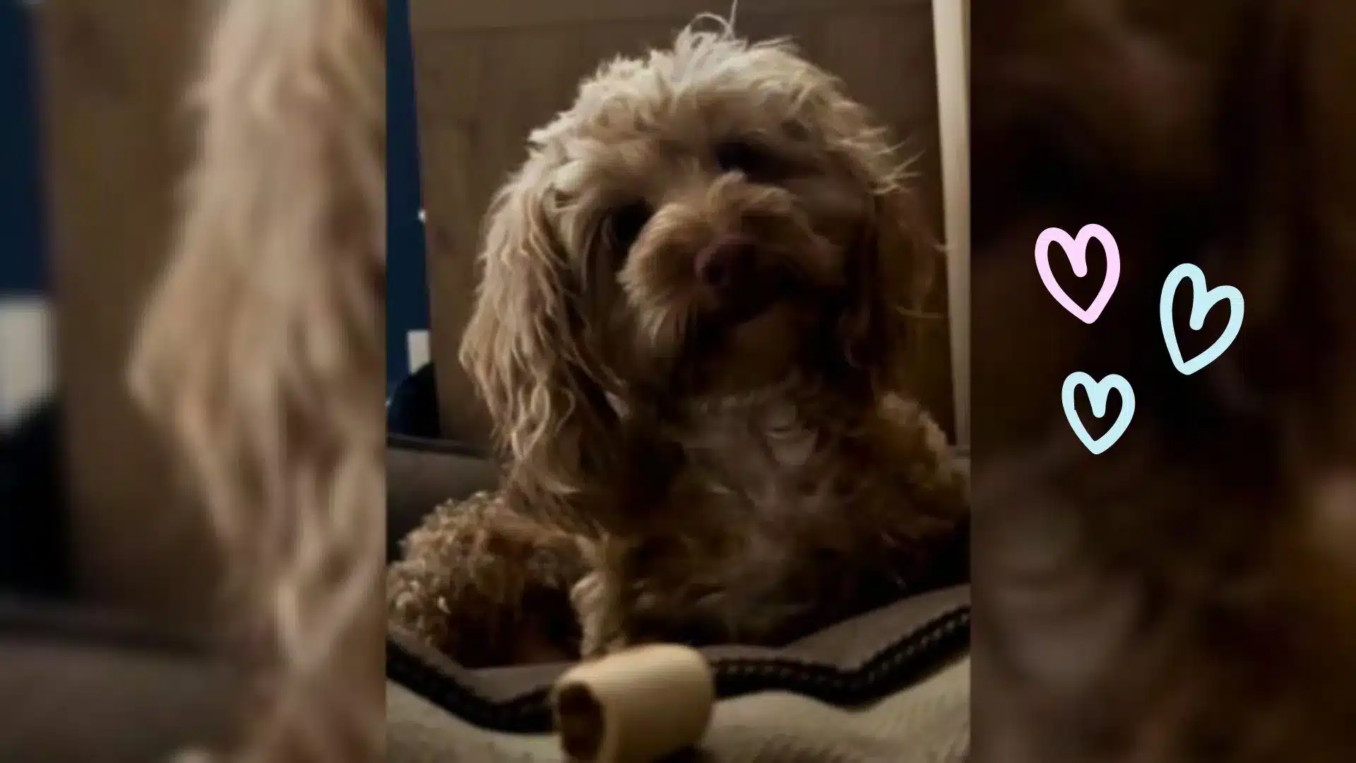 Woman Was Crying In Despair But Then Her Dog Came And Brought Her Something Special