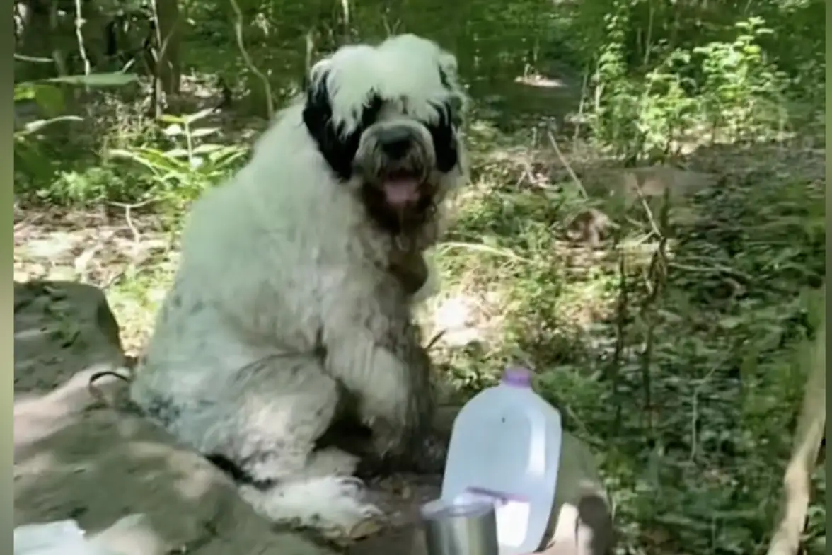 Woman Finds Dog 'Abandoned' In The Woods, Then Learns The Whole Story