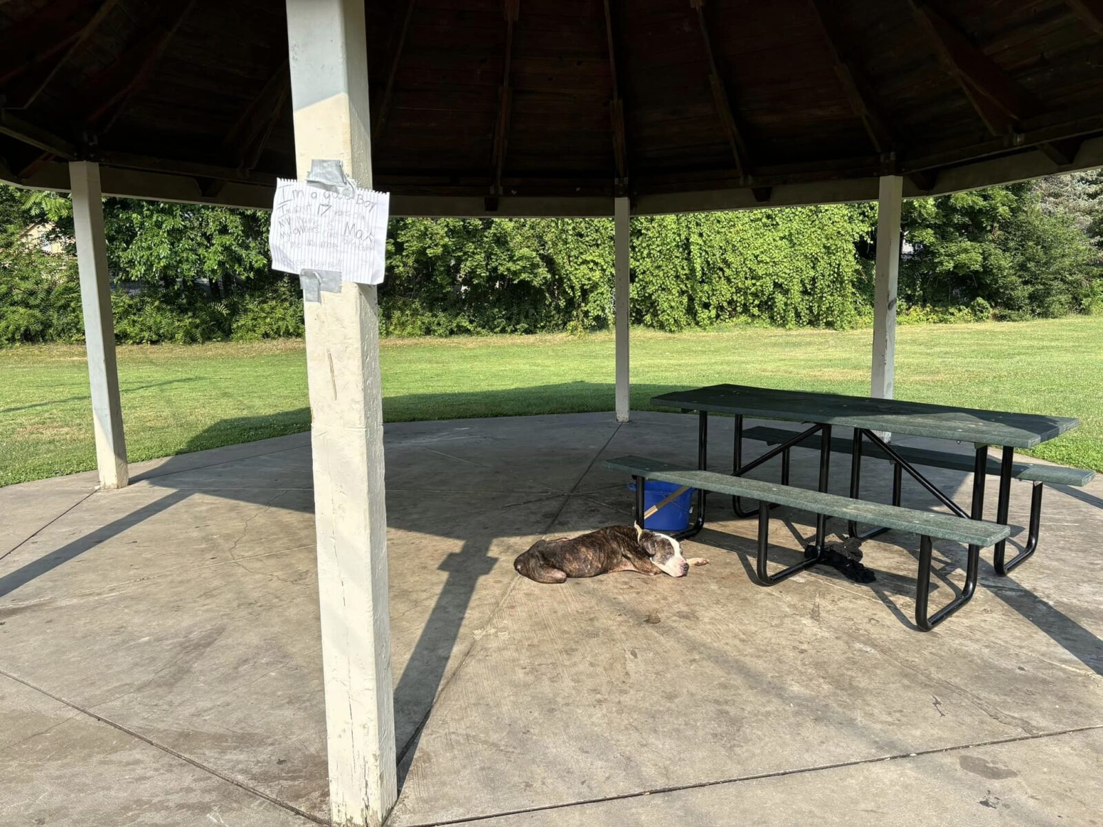 17-year-old dog left tied to picnic table with heartbreaking note: “I’m ...