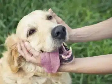 The responsibility of owning a dog might be challenging, but it is often well worth the effort.