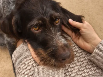 Things You Should Never Do to a Dog, According to Experts