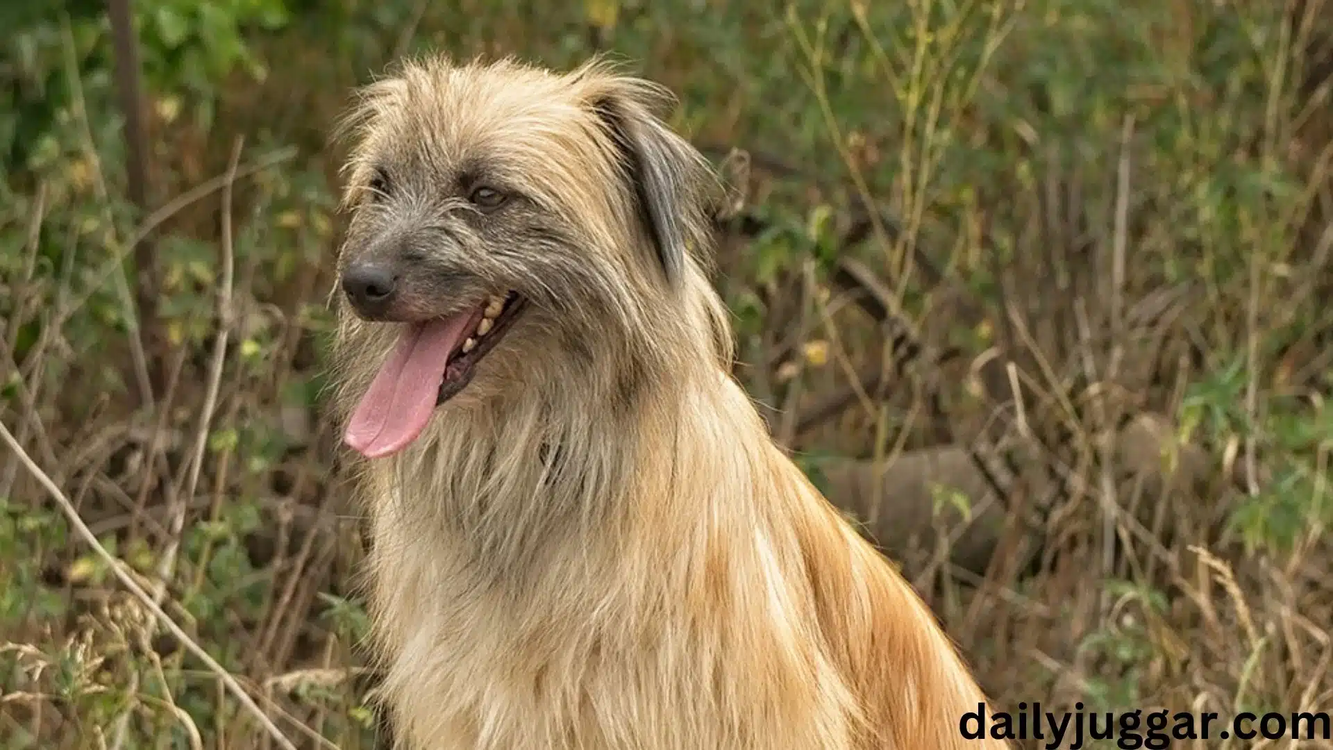 A Tragic End: The Silent Suffering of a Stray Dog