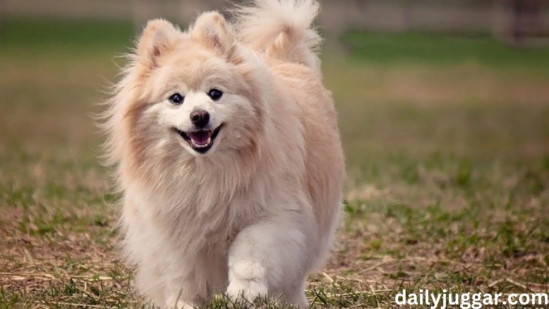 Embracing the Twilight: Cherishing the Final Chapter of a Loyal Friend